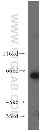 CDC45L Antibody in Western Blot (WB)