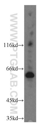 CDC45L Antibody in Western Blot (WB)
