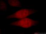 CDC45L Antibody in Immunocytochemistry (ICC/IF)