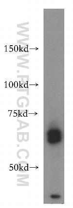 CDC45L Antibody in Western Blot (WB)