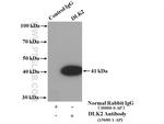 DLK2 Antibody in Immunoprecipitation (IP)