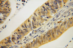 GMPR 1/2 Antibody in Immunohistochemistry (Paraffin) (IHC (P))