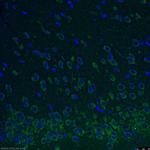 REEP2 Antibody in Immunohistochemistry (PFA fixed) (IHC (PFA))