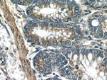 UBE2H Antibody in Immunohistochemistry (Paraffin) (IHC (P))