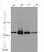 ERCC6L Antibody in Western Blot (WB)