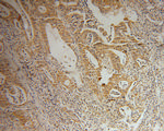 STARD7 Antibody in Immunohistochemistry (Paraffin) (IHC (P))