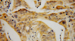 STARD7 Antibody in Immunohistochemistry (Paraffin) (IHC (P))