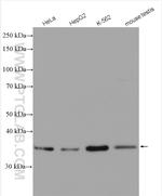 STARD7 Antibody in Western Blot (WB)