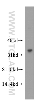STARD7 Antibody in Western Blot (WB)