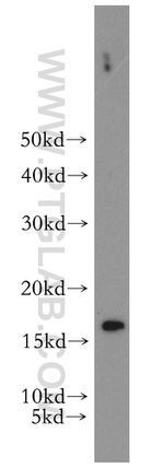 RPS20 Antibody in Western Blot (WB)