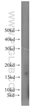 RPS20 Antibody in Western Blot (WB)