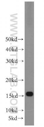 RPS20 Antibody in Western Blot (WB)
