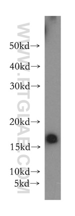RPS20 Antibody in Western Blot (WB)