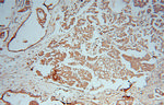 ATXN10 Antibody in Immunohistochemistry (Paraffin) (IHC (P))
