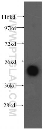 ATXN10 Antibody in Western Blot (WB)