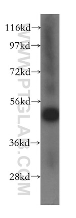 ATXN10 Antibody in Western Blot (WB)