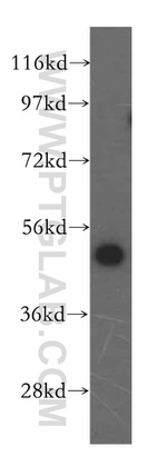 ATXN10 Antibody in Western Blot (WB)