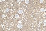 CCNJ Antibody in Immunohistochemistry (Paraffin) (IHC (P))