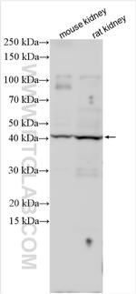 CCNJ Antibody in Western Blot (WB)