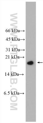 PRM1 Antibody in Western Blot (WB)