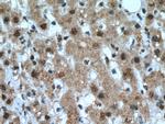 PCBD1 Antibody in Immunohistochemistry (Paraffin) (IHC (P))