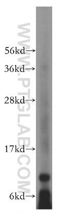 PCBD1 Antibody in Western Blot (WB)