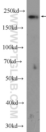 NOL6 Antibody in Western Blot (WB)
