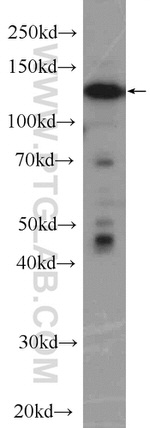 NOL6 Antibody in Western Blot (WB)