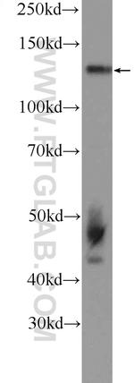 NOL6 Antibody in Western Blot (WB)
