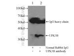 UPK3B Antibody in Immunoprecipitation (IP)