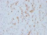 Cytochrome p450 Monoclonal Antibody (M12P4H2)