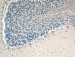 AMPD2 Antibody in Immunohistochemistry (Paraffin) (IHC (P))