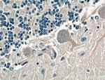 AMPD2 Antibody in Immunohistochemistry (Paraffin) (IHC (P))