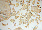NARS2 Antibody in Immunohistochemistry (Paraffin) (IHC (P))
