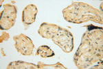NARS2 Antibody in Immunohistochemistry (Paraffin) (IHC (P))