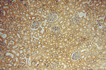NARS2 Antibody in Immunohistochemistry (Paraffin) (IHC (P))