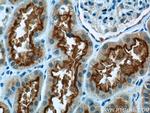 RIMBP2 Antibody in Immunohistochemistry (Paraffin) (IHC (P))