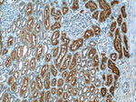 RIMBP2 Antibody in Immunohistochemistry (Paraffin) (IHC (P))