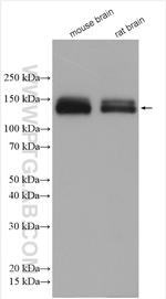 RIMBP2 Antibody in Western Blot (WB)