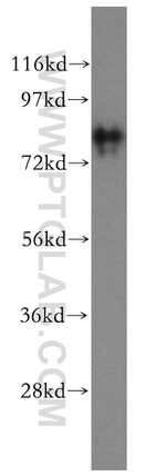 SNX9 Antibody in Western Blot (WB)