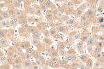 P3H2 Antibody in Immunohistochemistry (Paraffin) (IHC (P))