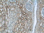P3H2 Antibody in Immunohistochemistry (Paraffin) (IHC (P))