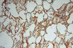 P3H2 Antibody in Immunohistochemistry (Paraffin) (IHC (P))