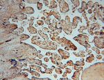 P3H2 Antibody in Immunohistochemistry (Paraffin) (IHC (P))