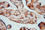 P3H2 Antibody in Immunohistochemistry (Paraffin) (IHC (P))