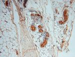 P3H2 Antibody in Immunohistochemistry (Paraffin) (IHC (P))