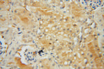 CRTAP Antibody in Immunohistochemistry (Paraffin) (IHC (P))