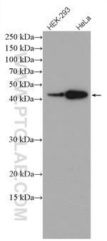 CRTAP Antibody in Western Blot (WB)