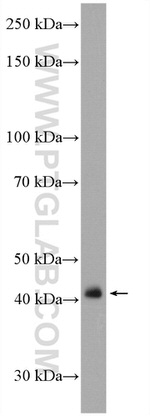 CRTAP Antibody in Western Blot (WB)