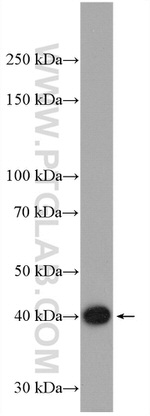 CRTAP Antibody in Western Blot (WB)